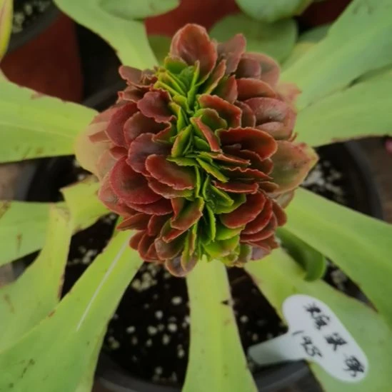 糖果锦缀化带砧木发货