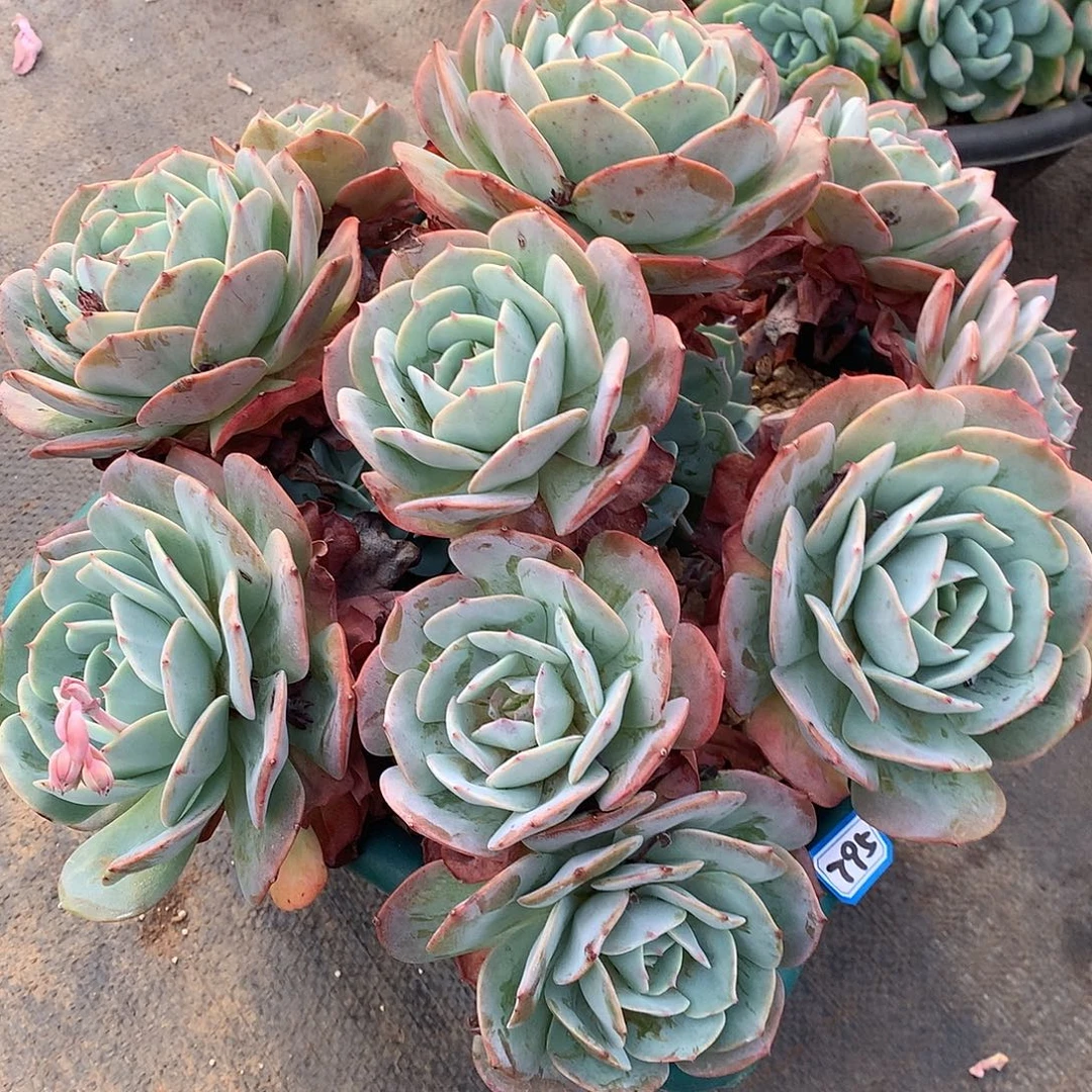 795台阁一物一拍多肉