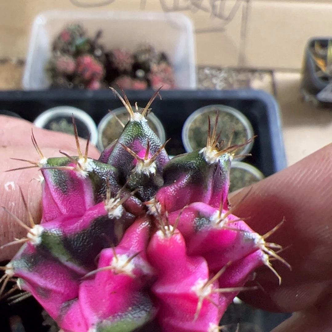 当前无花栽培后可以开花550