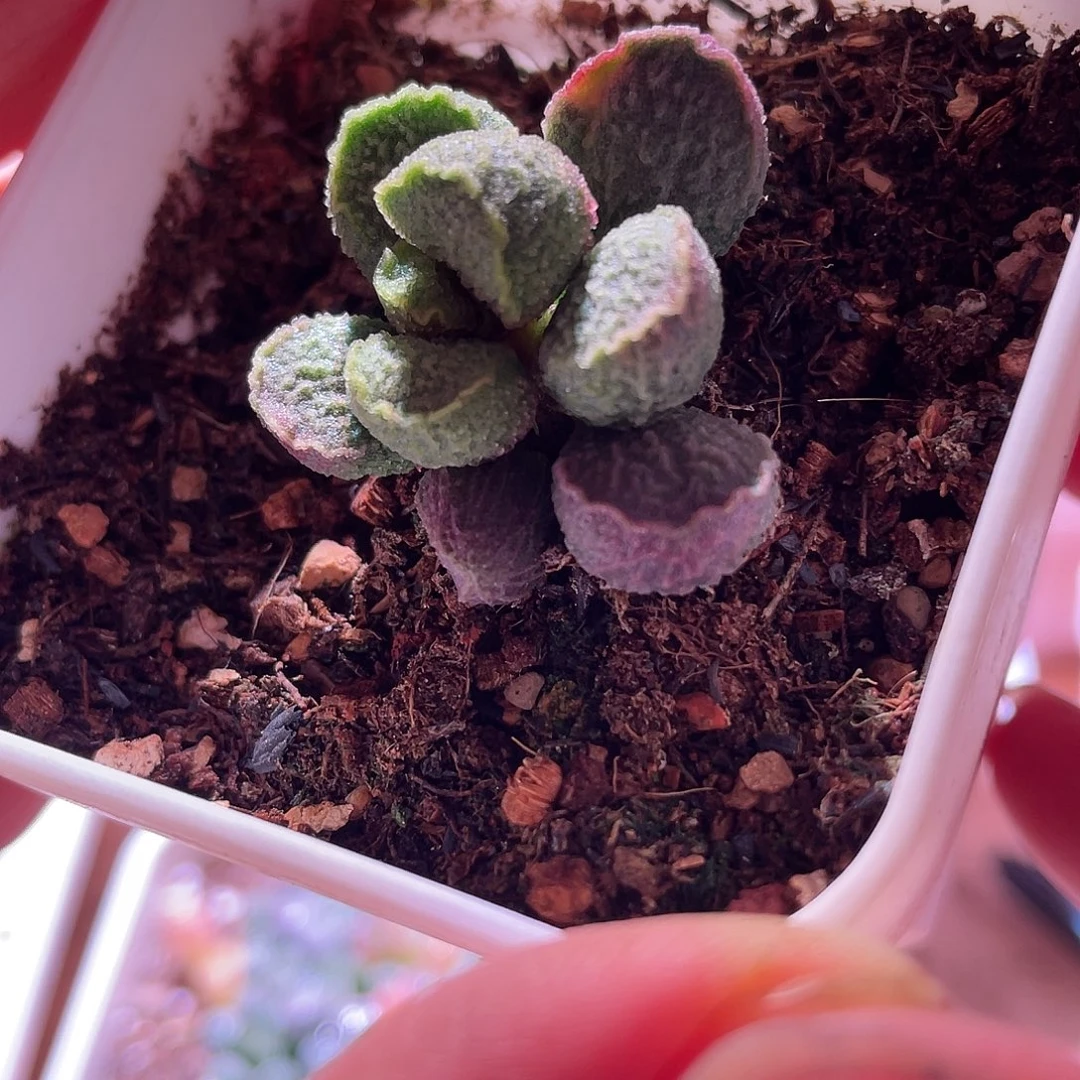 水泡锦特价包邮一