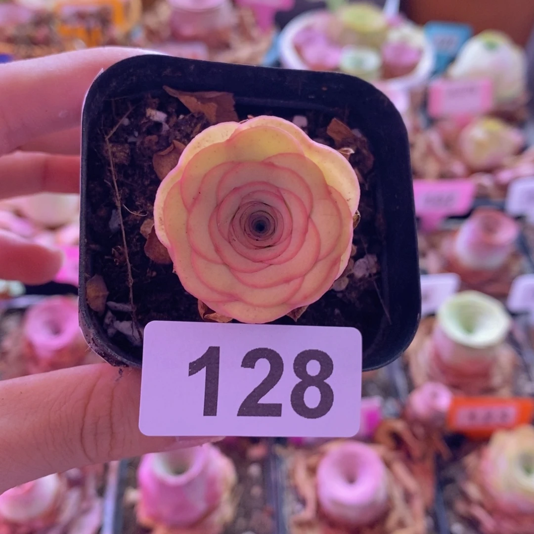 山地玫瑰一物一拍毛泽128