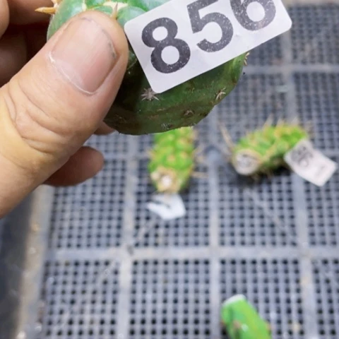 856短豪刺一物一图如图