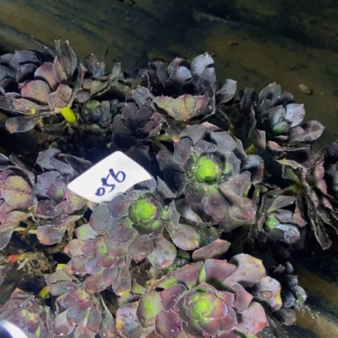 圆叶灰法师朵朵多肉植物56多肉