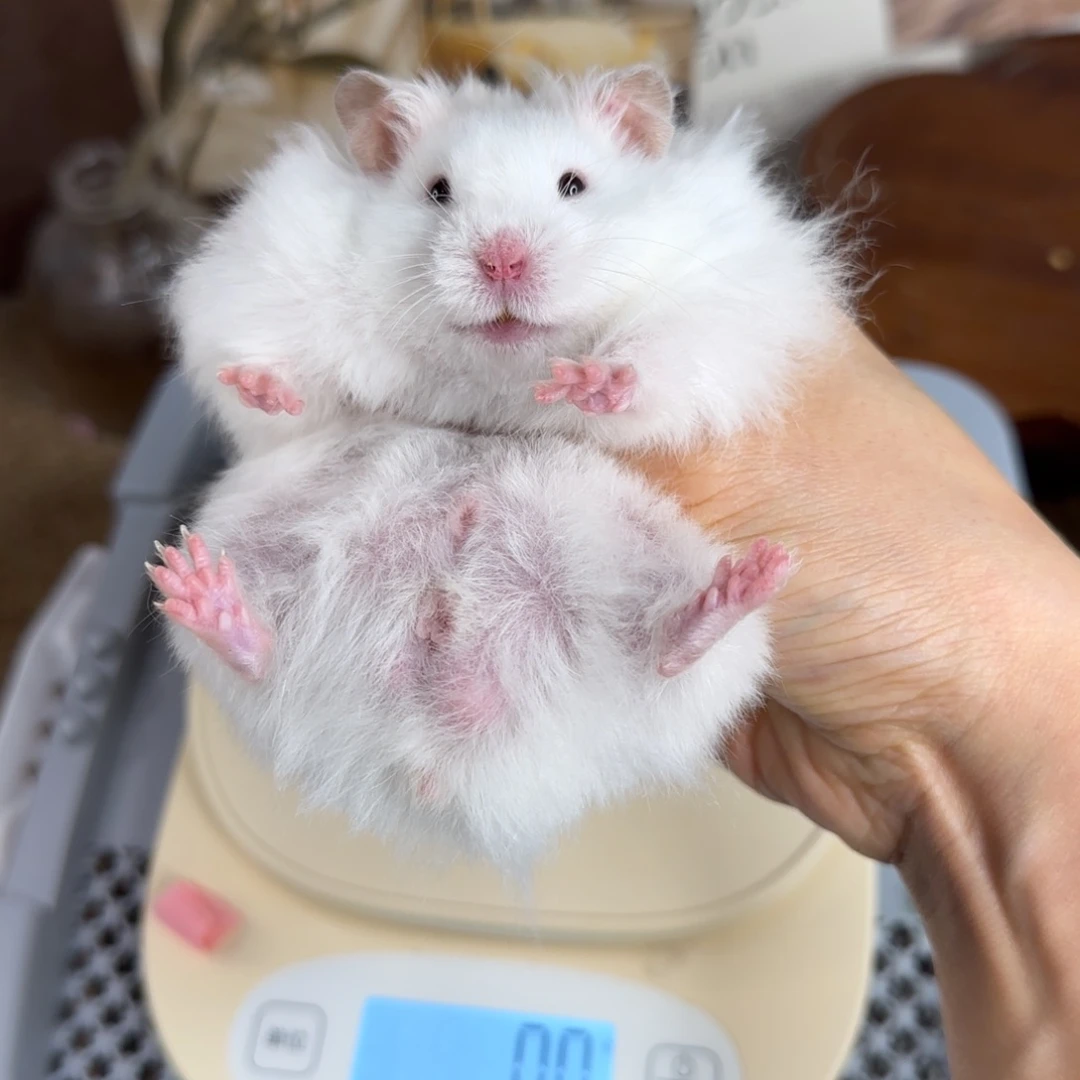 象牙白弟弟148g8.08