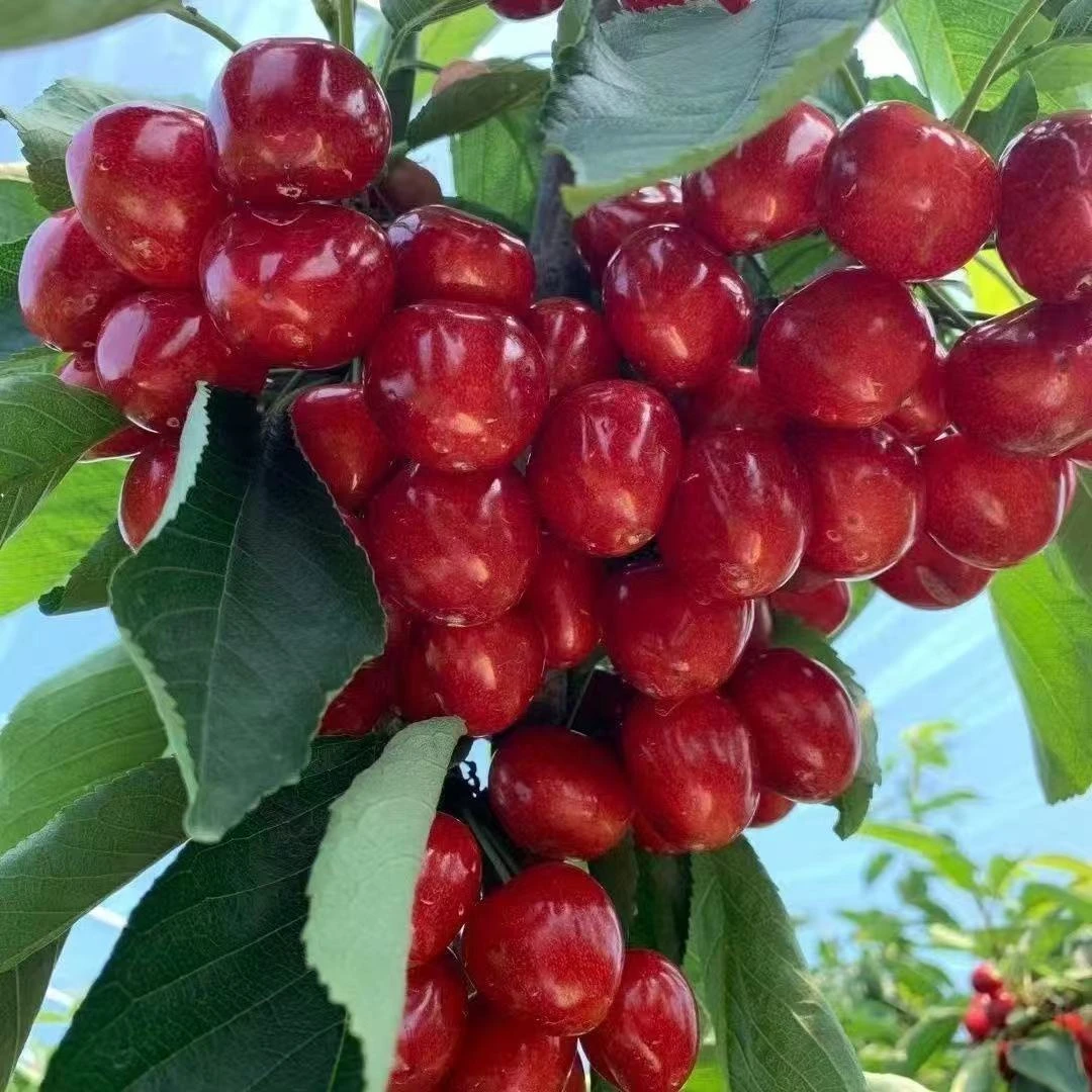 『头茬金鼎红』大连头茬露天当季现采现摘果园直发新鲜满口爆汁-zd