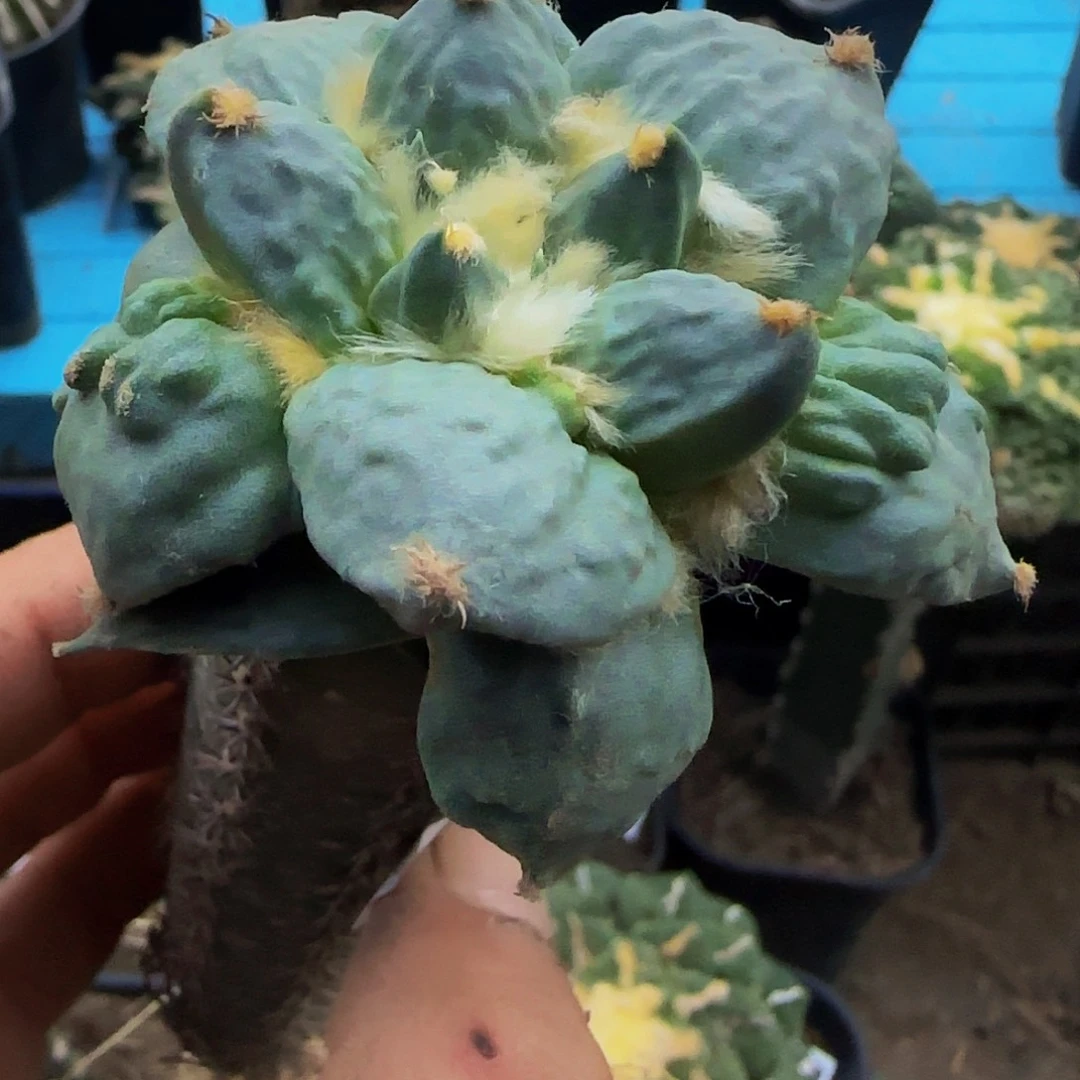怒涛631仙人球开花