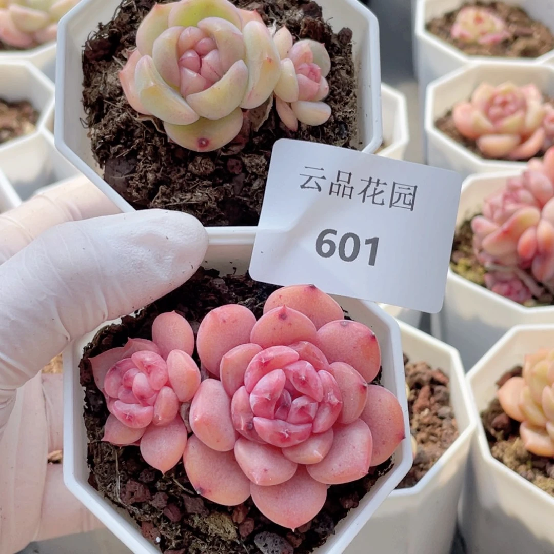 暖*601号糖心冰心珍妮2