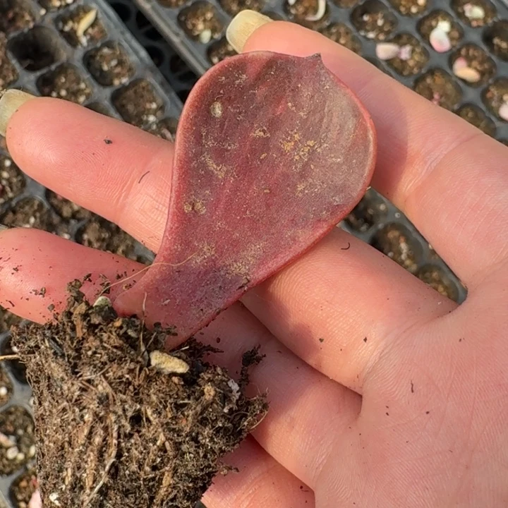 大红袍锦一物一拍264