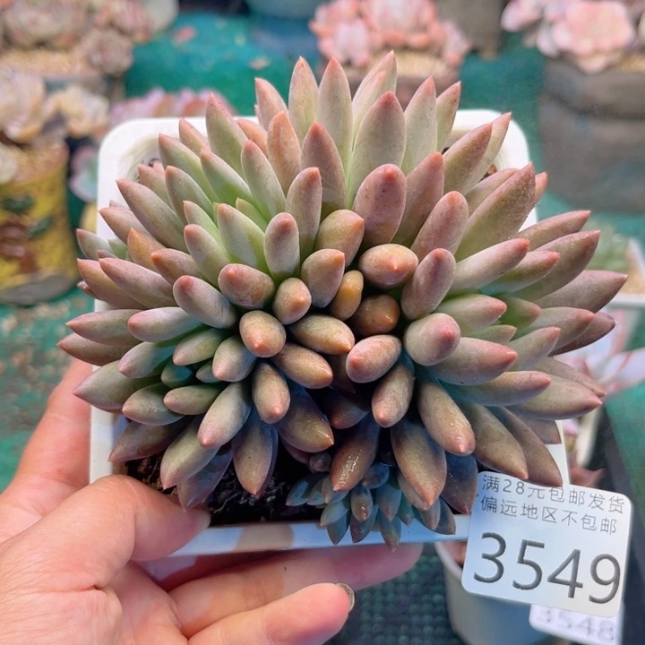 大3549；gsvzccvhhvv