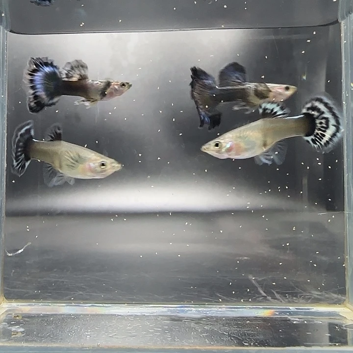 孔雀鱼青花瓷半月尾2对