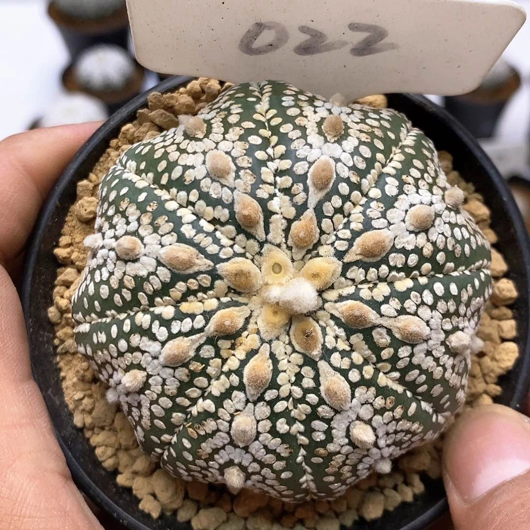 奇迹福利特价来了啊