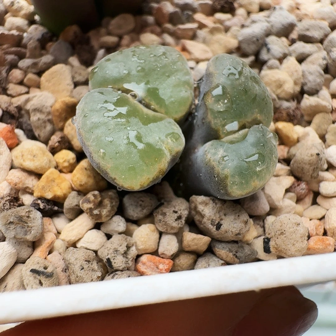 爱***猫多肉植物福利风铃709