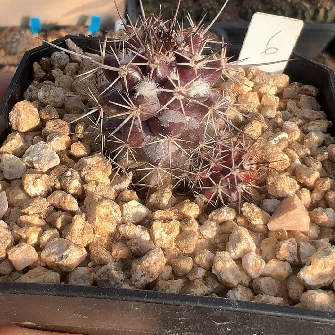 紫英，仙人球，实生，带侧芽不含刺直径3厘米