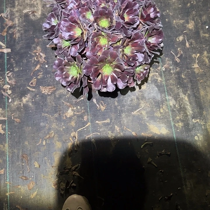 不包侧枝一物一拍49