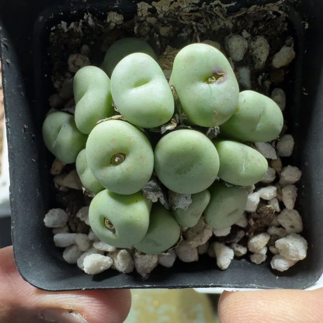 3409。 嘟嘟嘴紫花小饼一群