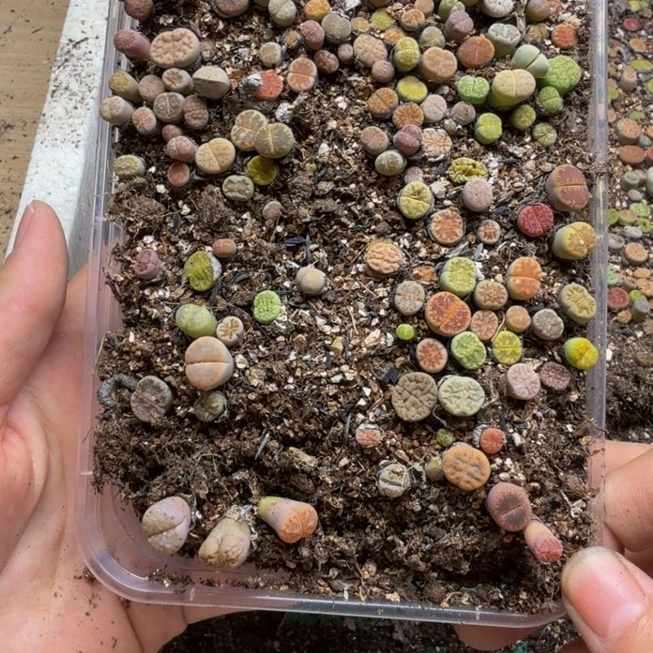 闷***屎多肉植物的生长发育104