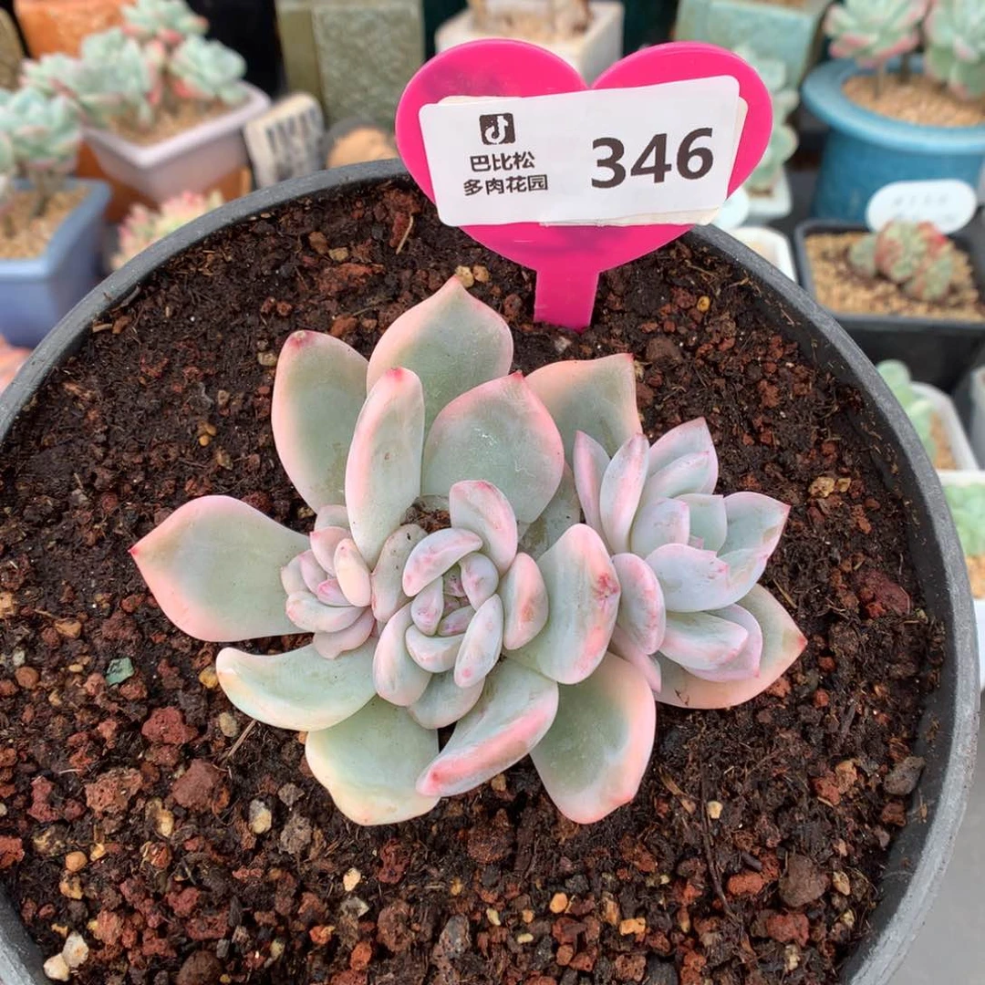 346 梦露锦多肉多肉