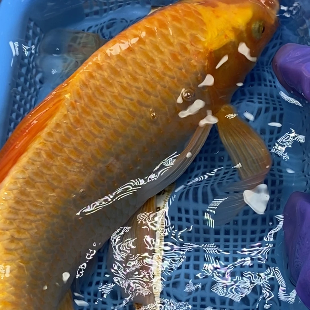 锦鲤冷水锦鲤包邮
