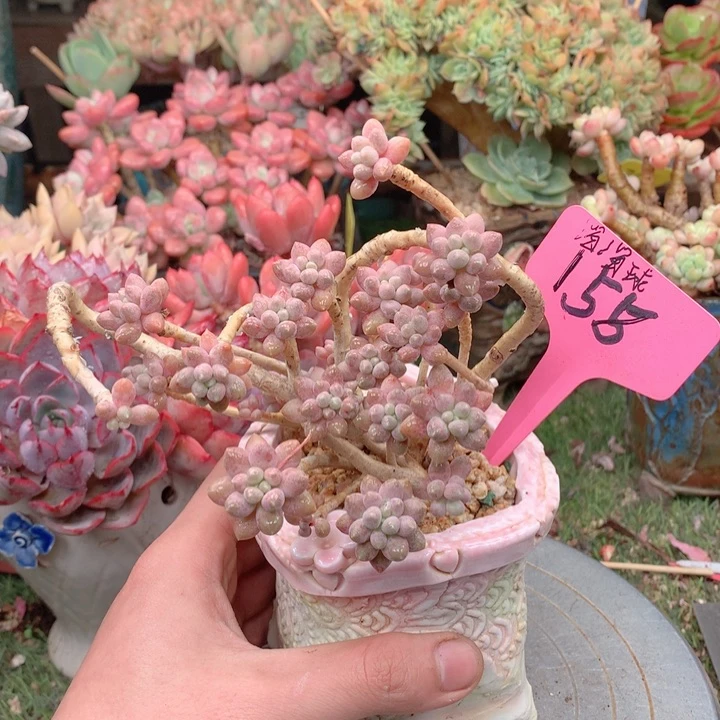 欢喜多肉一物一拍星黛露158