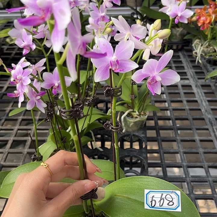 大部分花苞少量开放668无售后