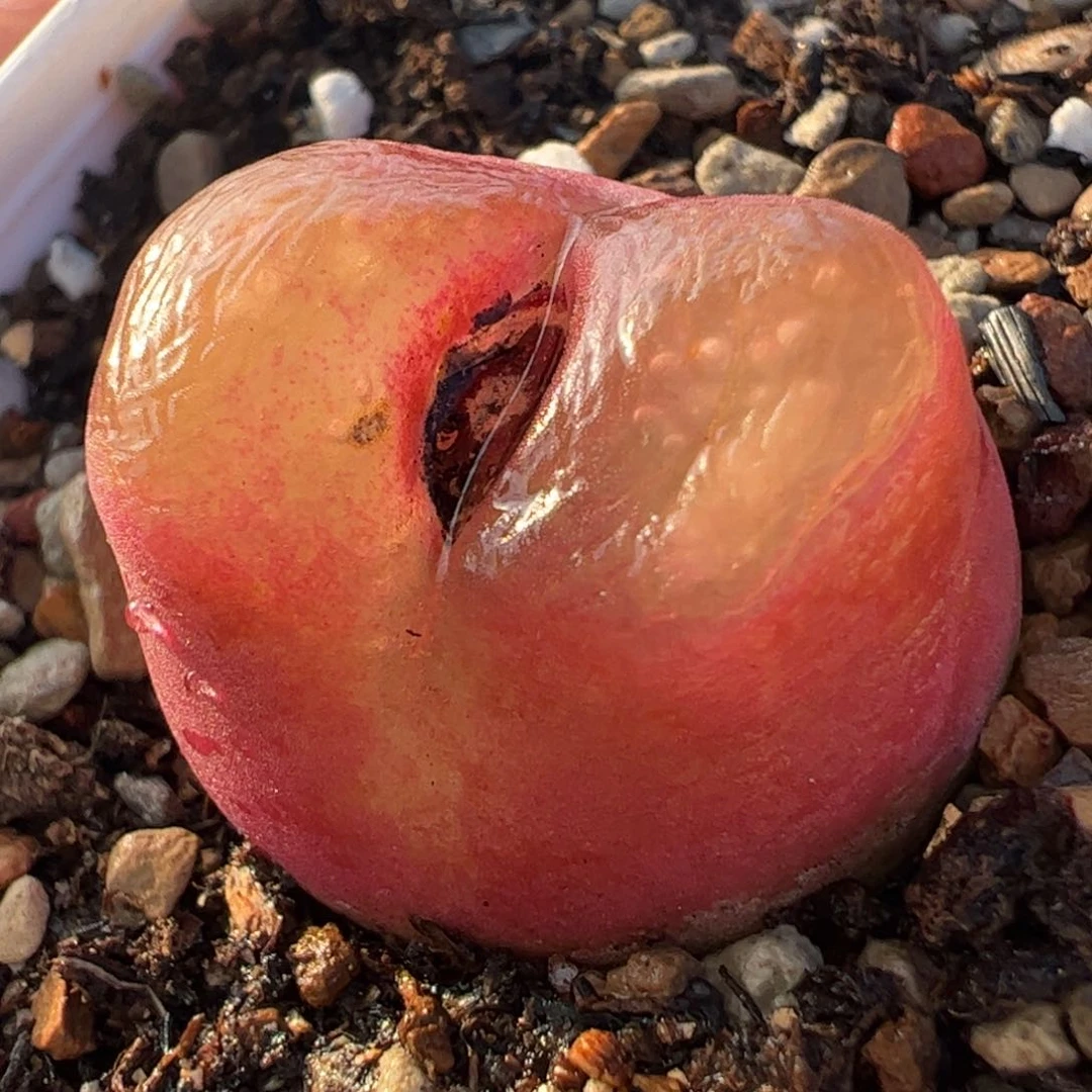 2.4厘米啾啾毛多肉植物百科