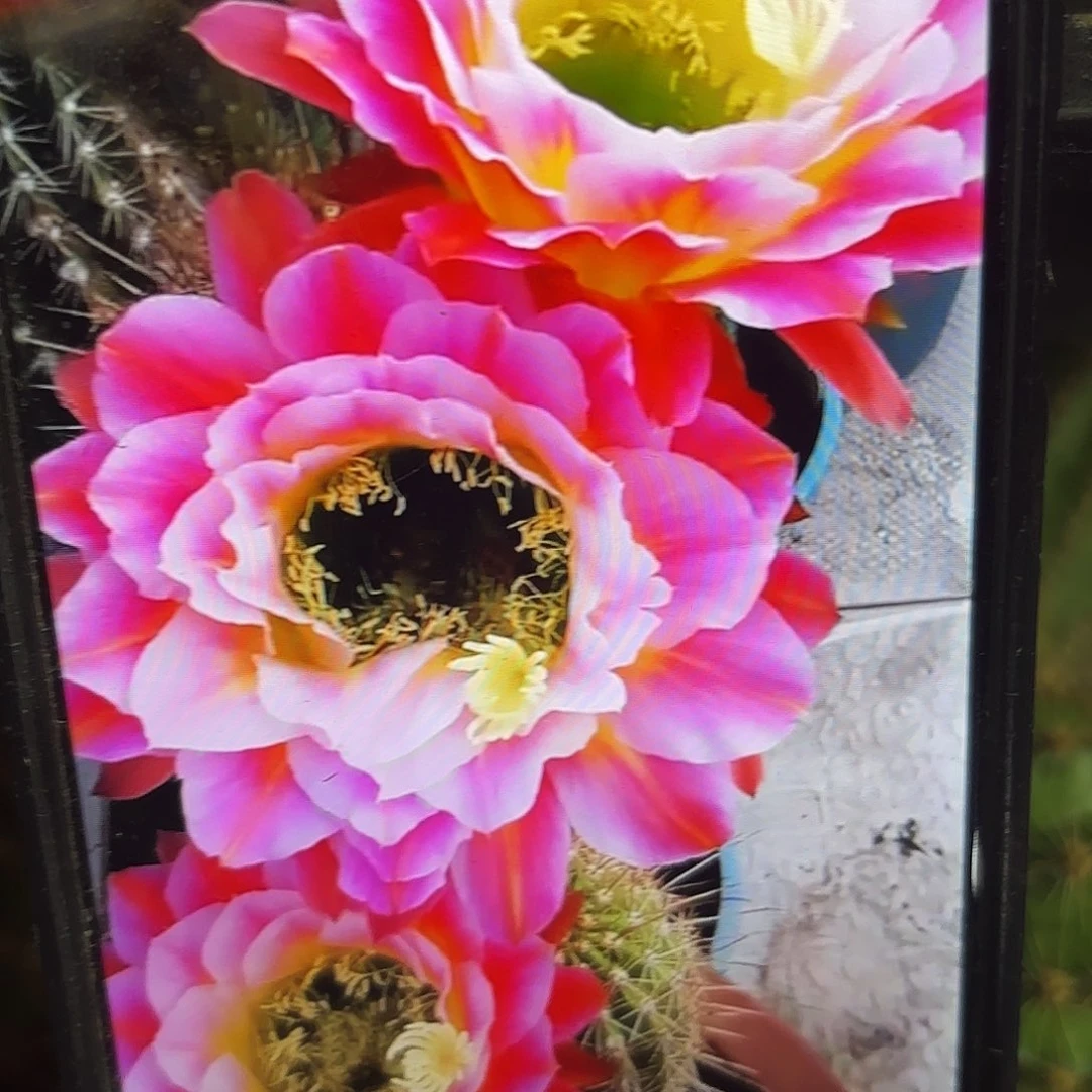 署光毛侧牙20包邮仙人球18