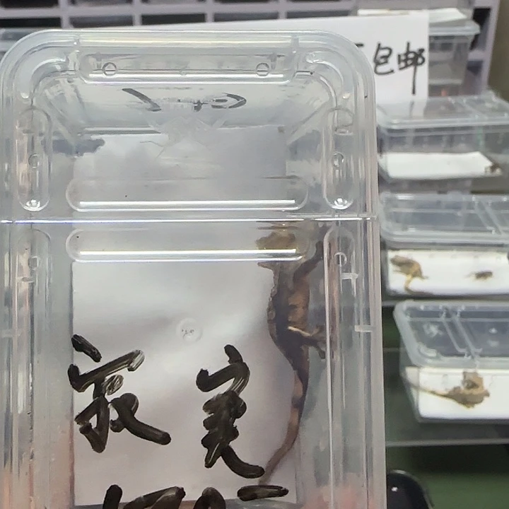 寂***子睫角守宫睫角绿色手掌 幼