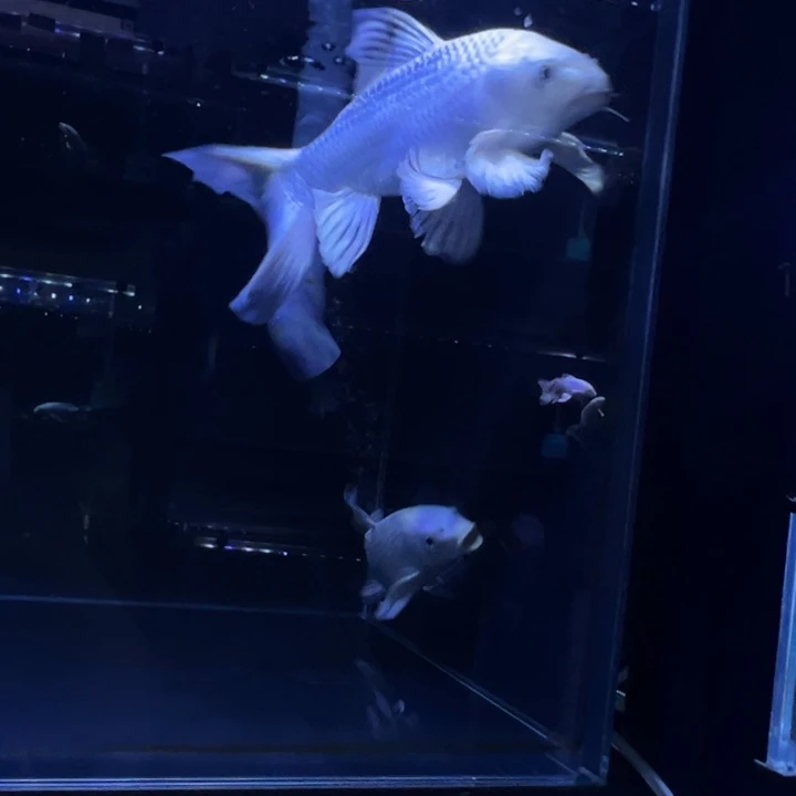 蝴蝶鲤星*伟蝴蝶鲤
