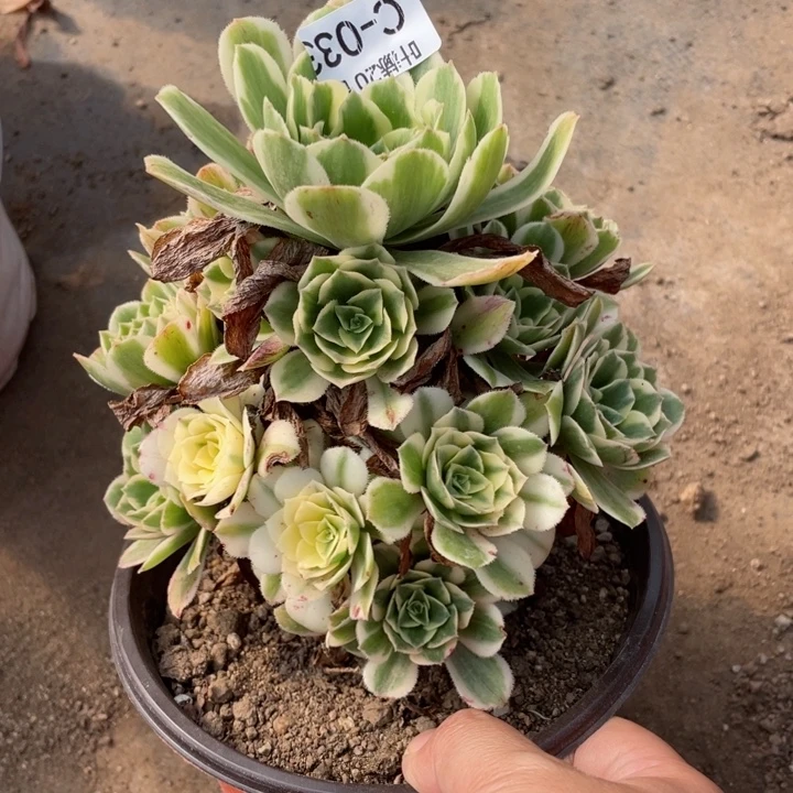 20迈巴赫多肉123456789