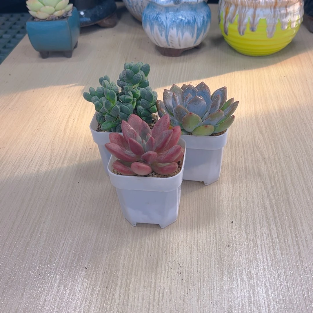 桃花源橙梦露鹿角海棠送盆土