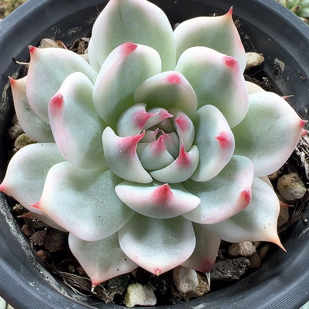 吉娃娃锦 小方花圃一物一拍