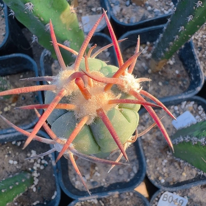 花王。 苗接8。