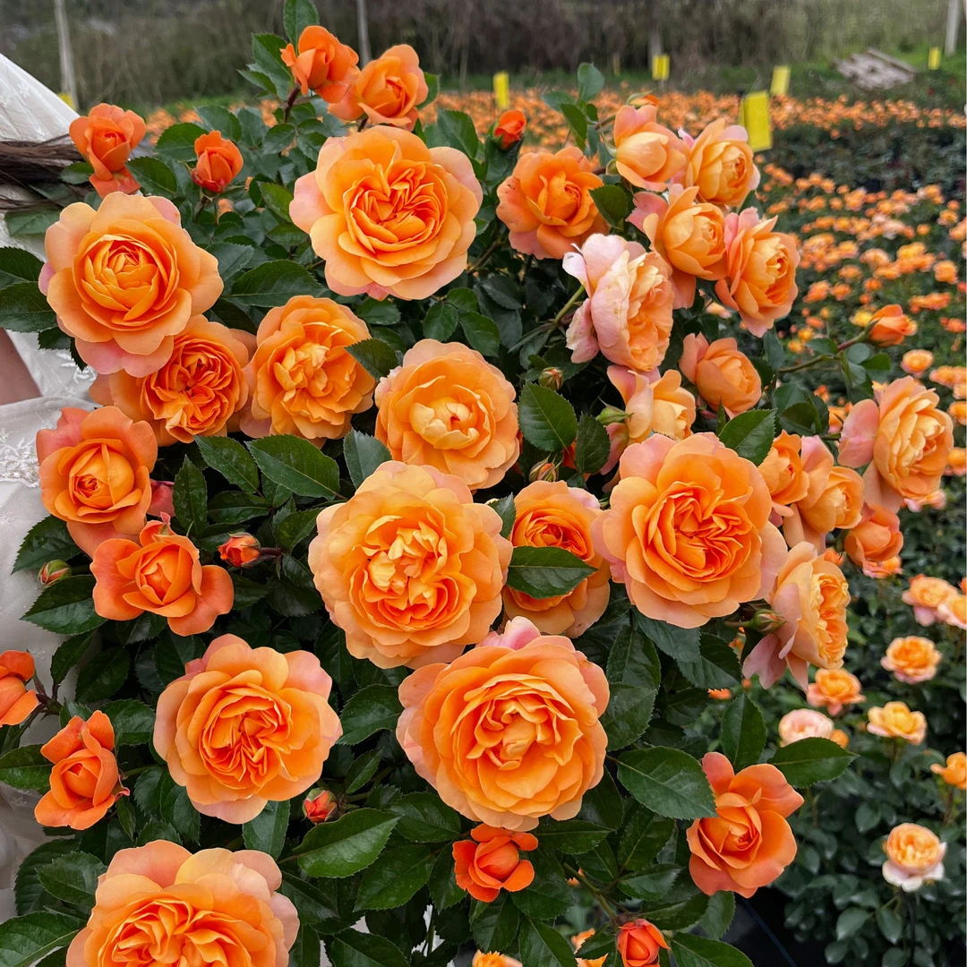 惠惠的花园微型月季果汁阳台多季开花植物阳台盆栽花苗网红植物