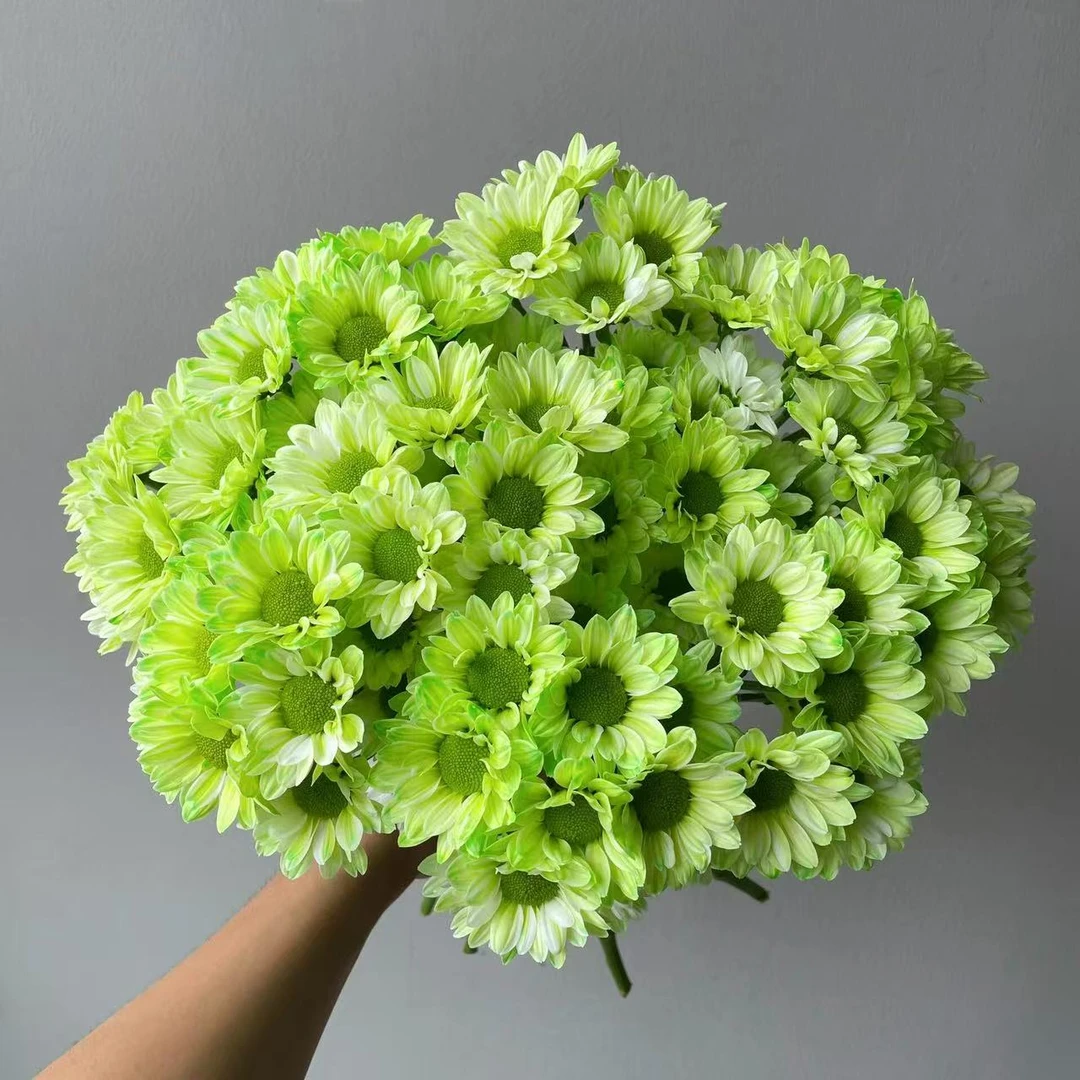 绿衣小雏菊（全店任意两单及以上升级顺丰包邮）东北鲜花现采现发
