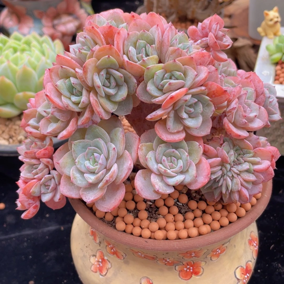 容***韩版海棠花一颗树