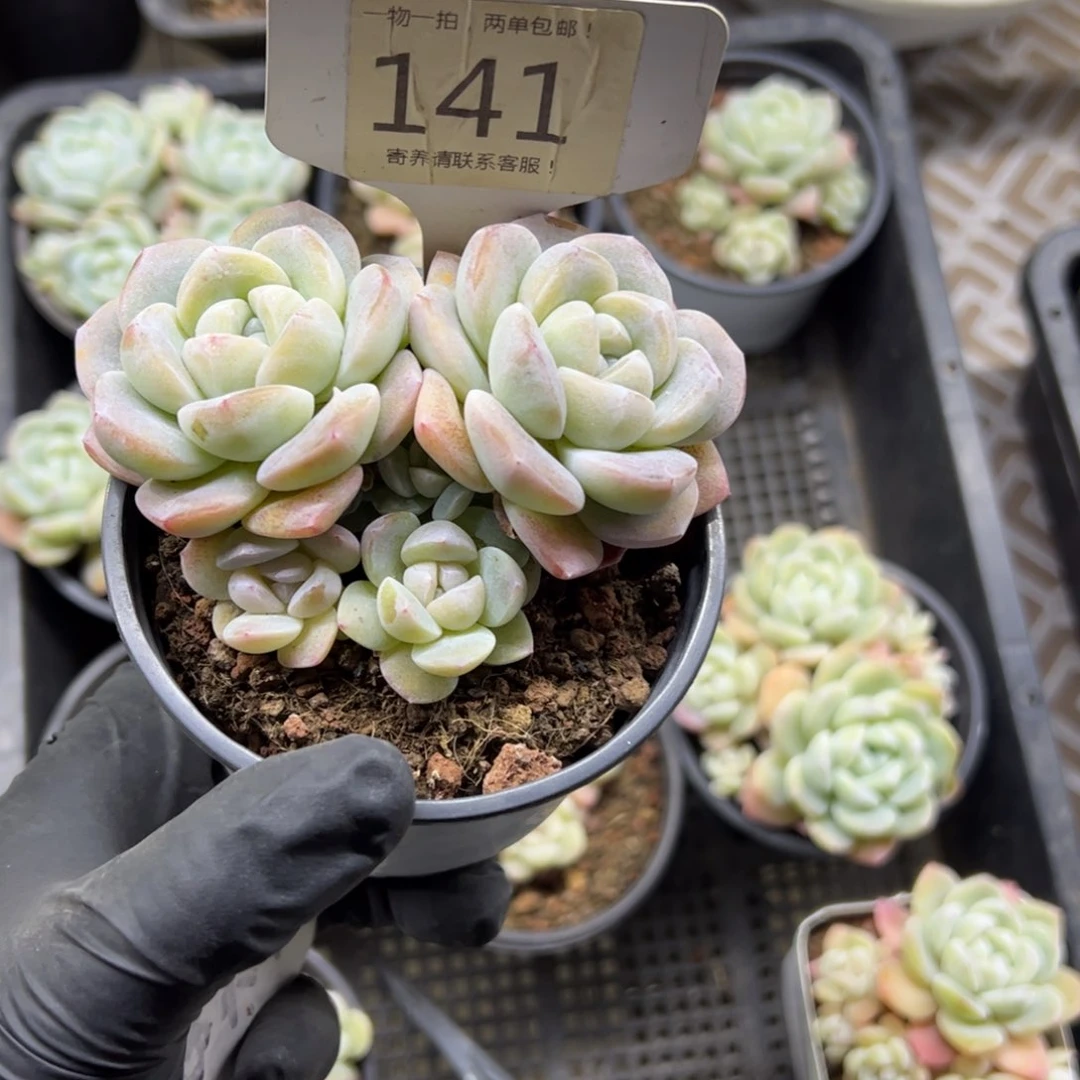 红陶多*控141号多肉植物