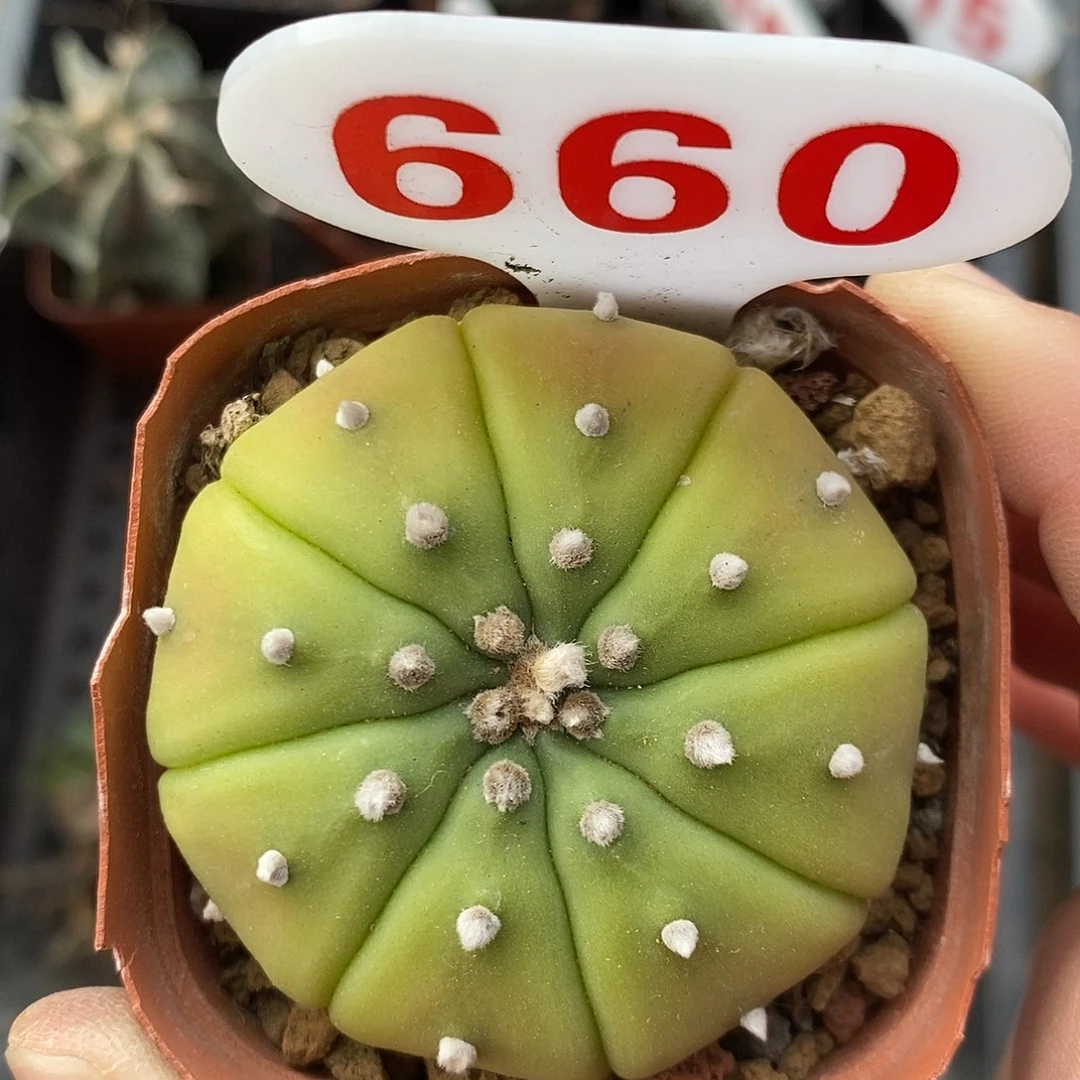 660黄体兜系列特价