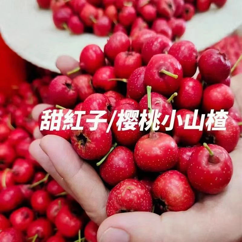 【甜红子】山里红山楂鲜果甜红子糖雪球泡酒 沂蒙山2025现摘现发