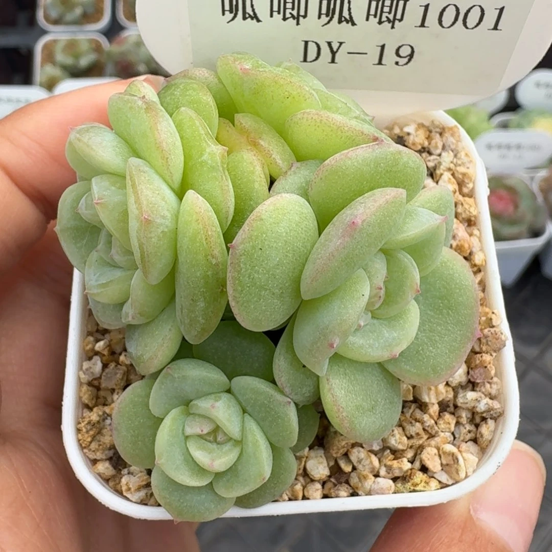 1001-019-素素四头