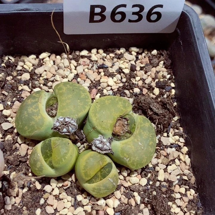 芥**辣我我的小哥哥真的好可爱呀636