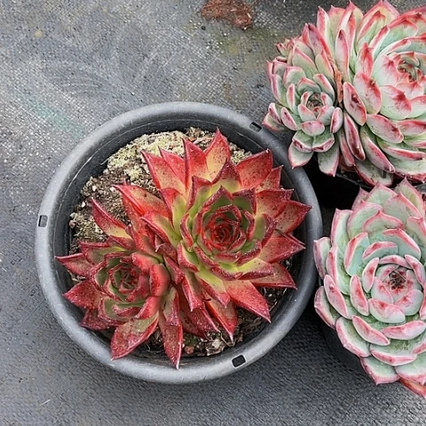 一****?血罗三棵55555