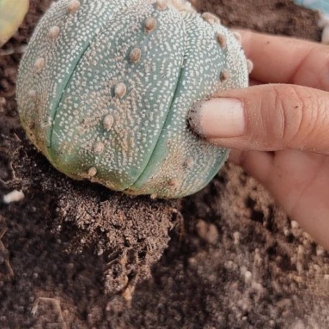 完全开放514木心根兜