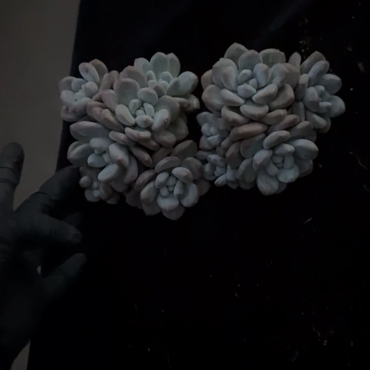 奶***唐10厘米左右一物一拍的