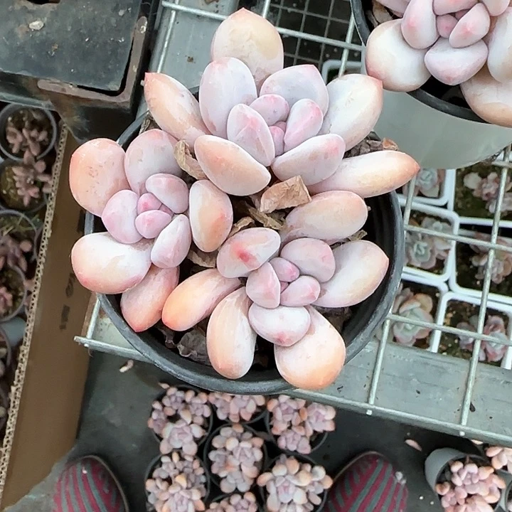 青蛙王子儿童牙膏111