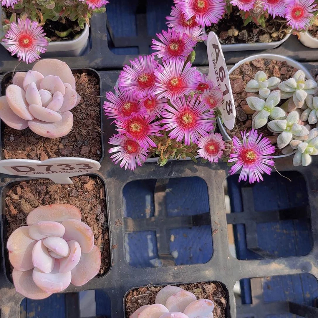 绊**盒A618红宝石一物一拍