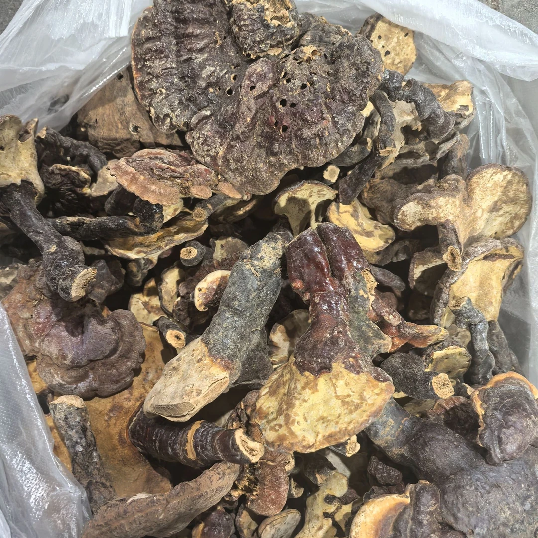 灵芝|野的山货 老乡自采山货 250g/500g （个别有虫眼，介意慎拍）