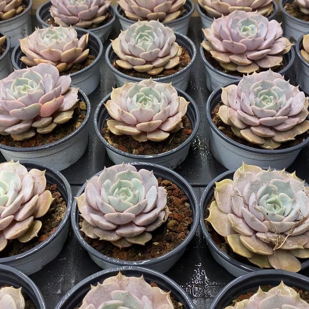 10粉蝶单头 福利多多