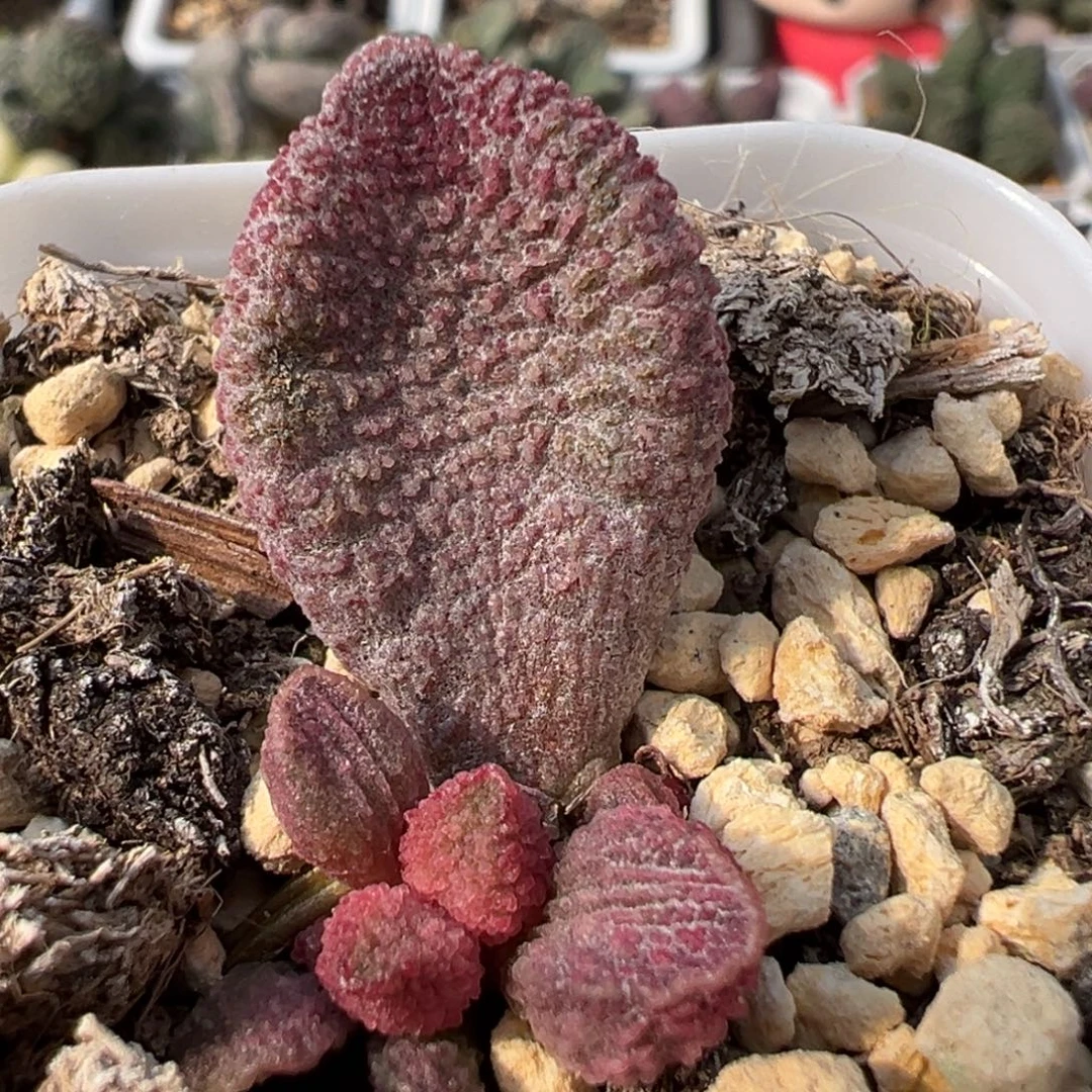 实生新品大苗多肉植物