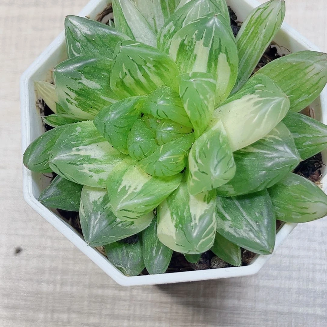 花火锦多肉植物6666