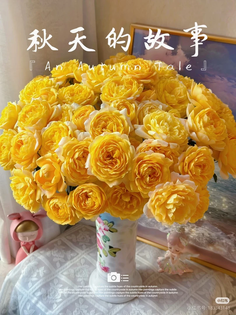 【好物鲜花】橙汁阳台10支 两单包邮